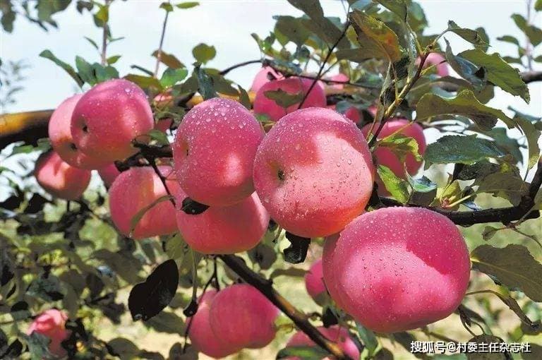 诗意和美乡村——记山西省临汾市吉县屯里镇太度村