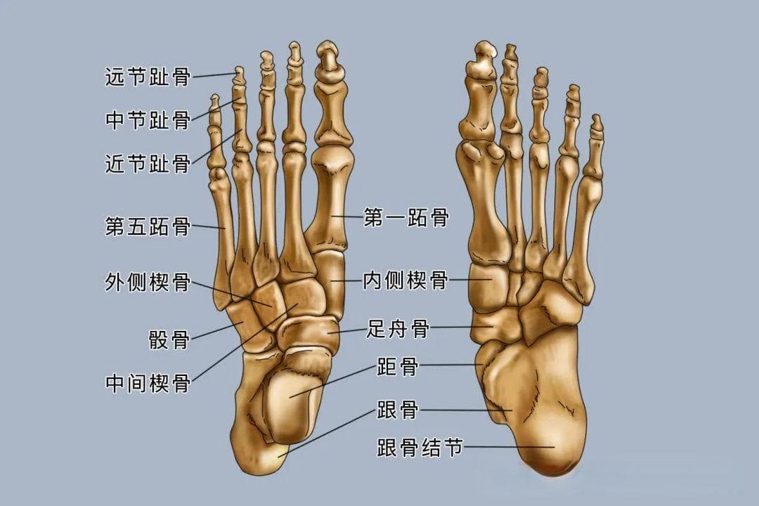 足踝知识全知道：解剖、姿势与生物力学