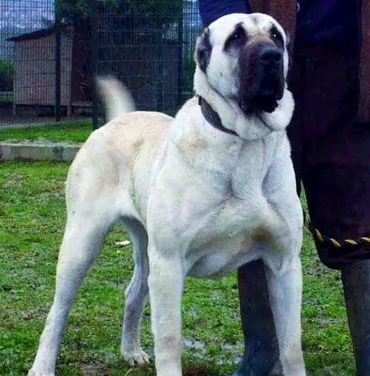 全球多款超大型犬品种介绍