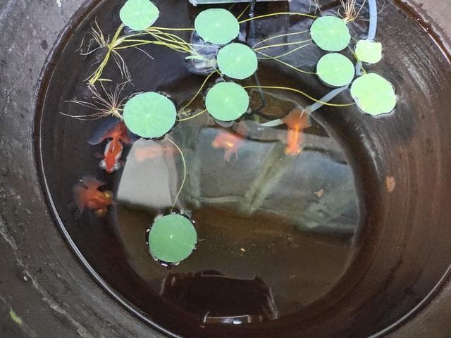 硝化细菌、杀菌灯、蛋白棉等等，很多水族用品是不是智商税？