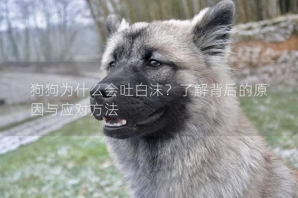 狗狗为什么会吐白沫？了解背后的原因与应对方法