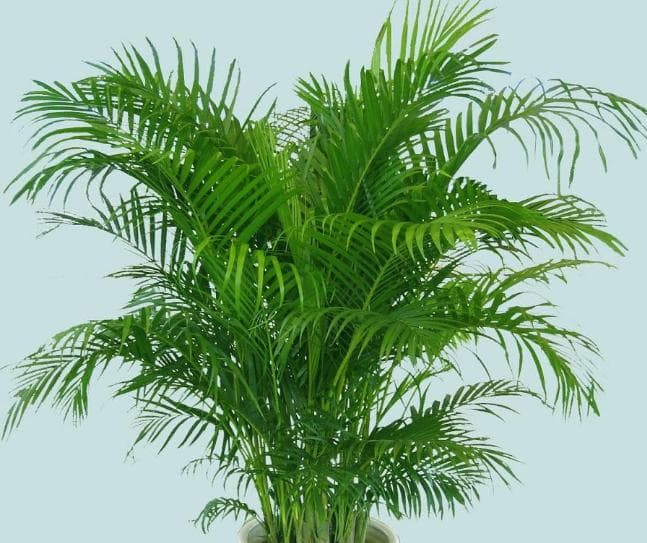 室内哪种植物最好养活?客厅植物推荐有哪些?
