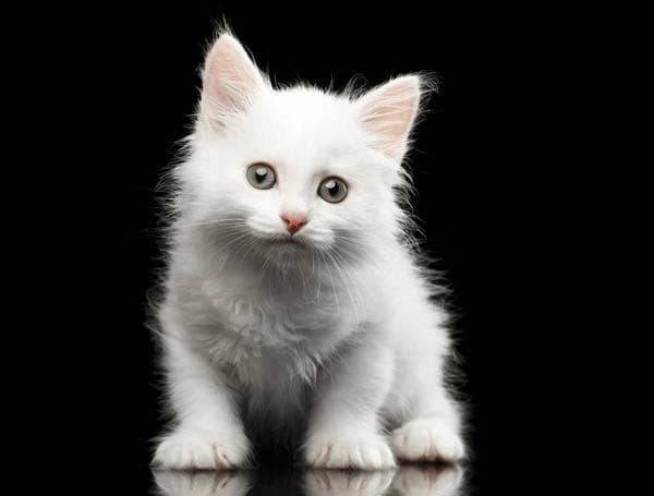 猫出生时全是蓝眼睛？猫眼颜色的这5个问题真有趣