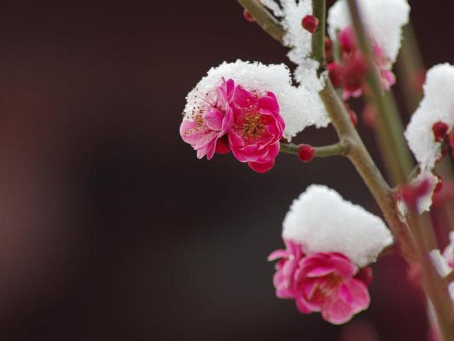 杨万里4首咏雪与梅的七律：情感表达与文字技巧结合，惊艳至极