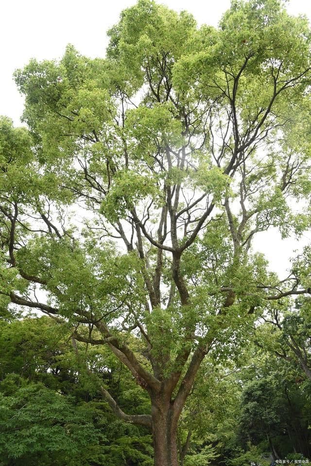 樟树对种植环境要求高吗？樟树一般种植几年可以结果