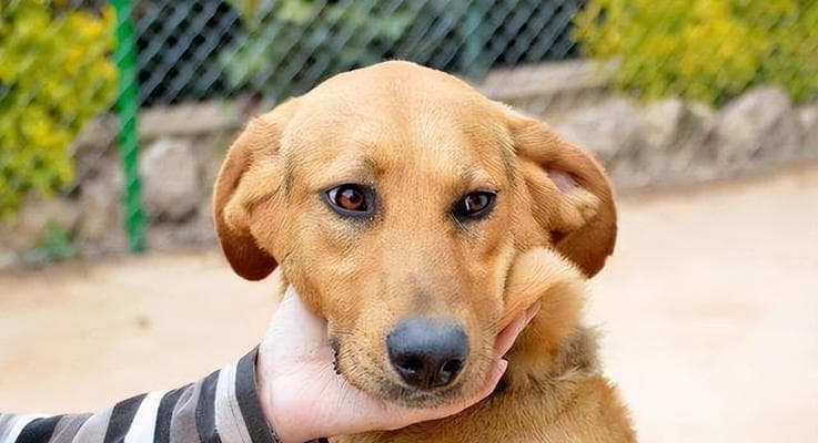 正确表扬奖励狗狗，让它更听话（犬主必读的奖励方法，提升狗狗的态度和行为）