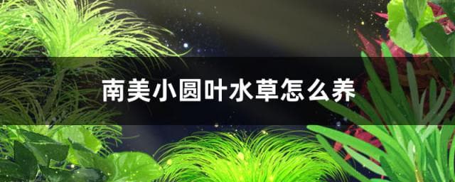 南美小圆叶水草好养吗，怎么养
