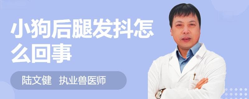 小狗后腿发抖怎么办？三种常见原因及应对方法