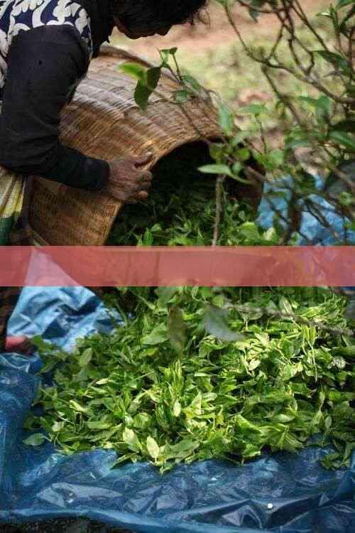 甘菊茶的功效与禁忌全解析