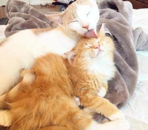 猫咪打呼噜，了解原因与护理