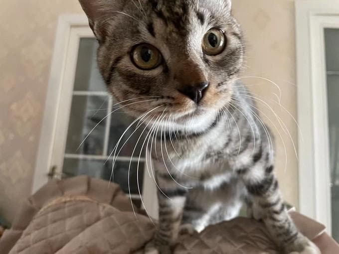 新手养猫必知：这些常见误区你踩过几个？
