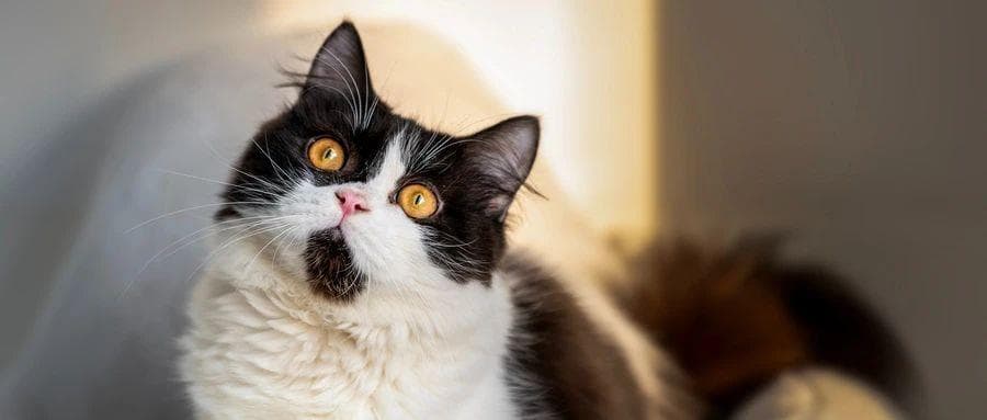 猫和狗一样可能传播狂犬病病毒，其致死率近100%