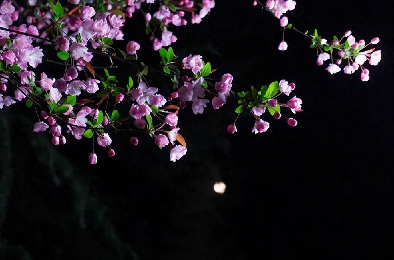 十首春夜诗词：在春夜里，邂逅最美的春夜诗词
