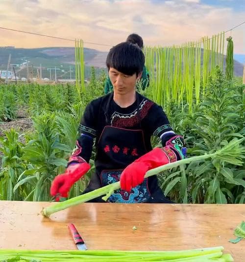 贡菜的生长环境及栽培技巧（浅谈贡菜的适宜种植环境与栽培要点）