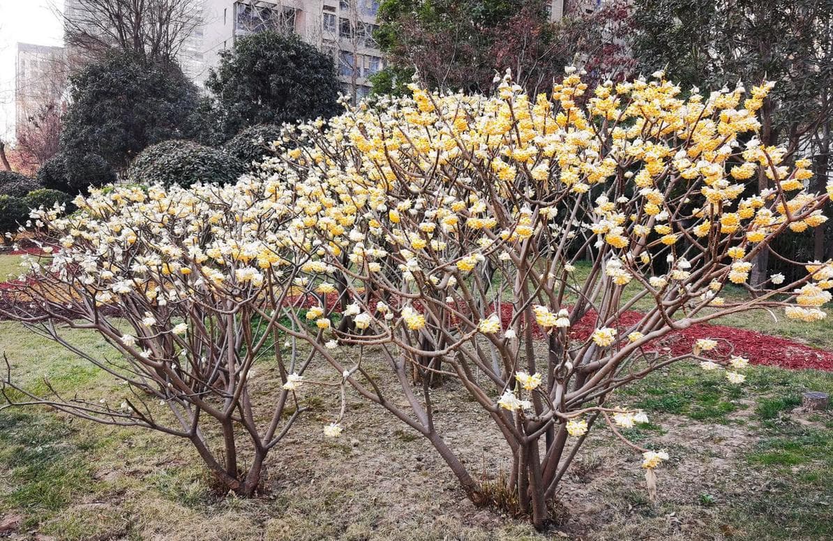 结香：兼具观赏、经济价值的瑞香科植物