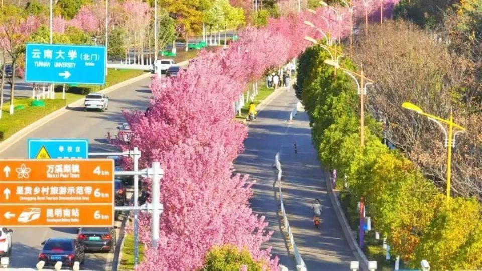赏杏观鸥探花海丨粉色天空是啥样？昆明最美樱花打卡地图来了
