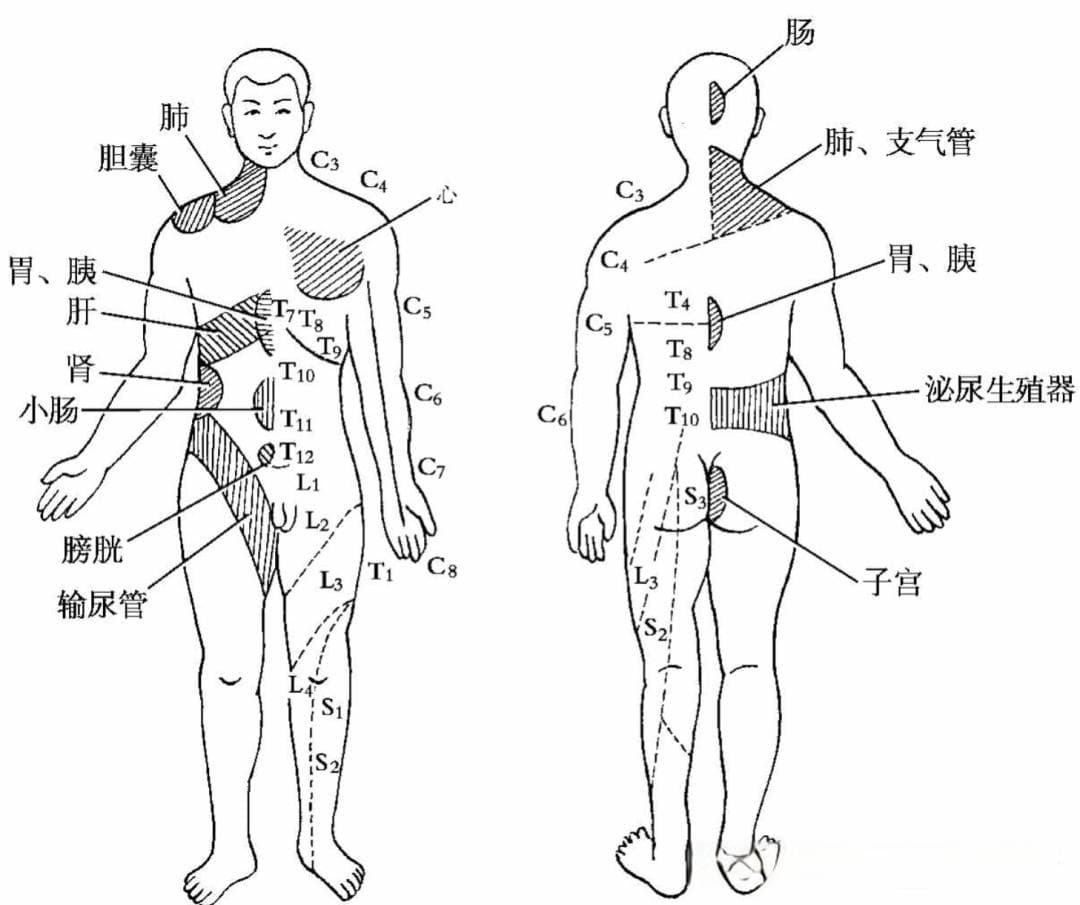 内脏功能障碍在躯体疼痛疾病中的作用