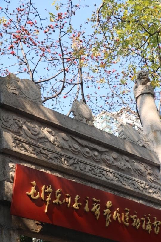 红墙之侧 红棉初开