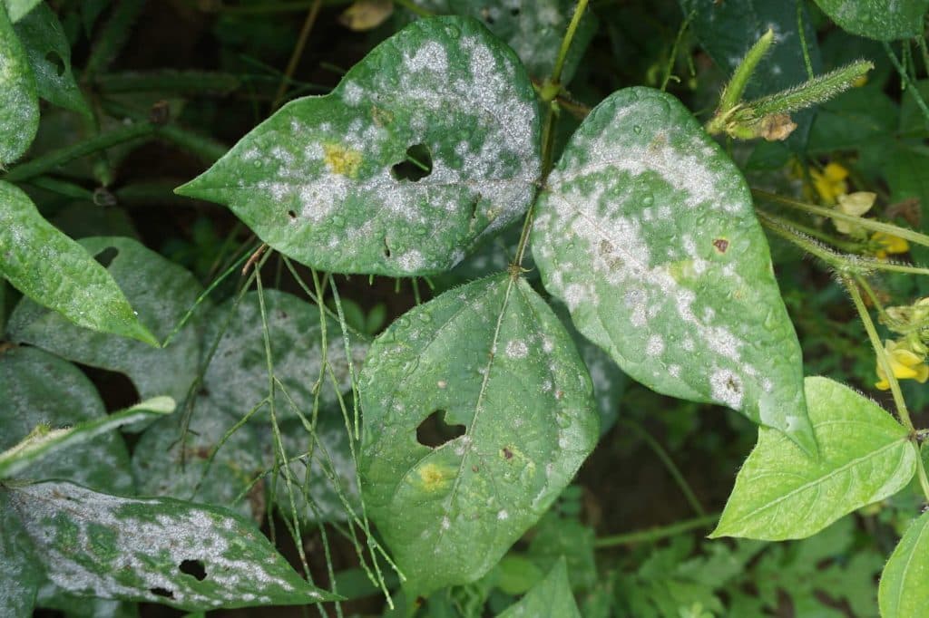 如何识别、预防和治理植物的白粉病