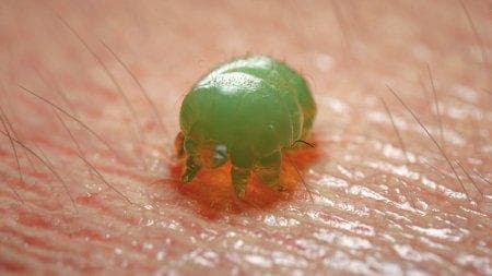 注意！你家里可能有螨虫