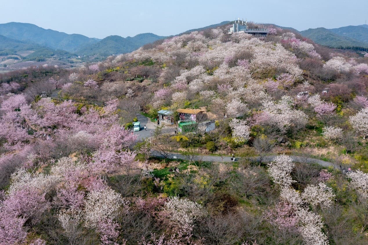 赏樱、拍照、烧烤、遛娃！杭州樱花园6万株樱花树次第开放！