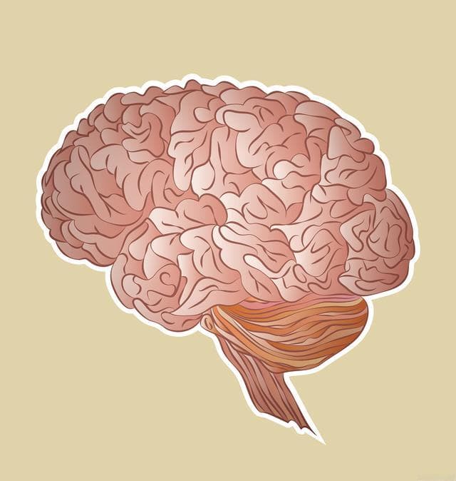 脑白质变性：病因复杂，影像学助力诊断治疗