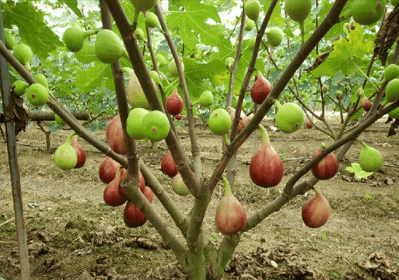 无花果树适合种在什么地方