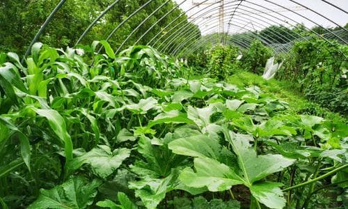 秋葵种植时间和方法全解析（从种子选择到成熟收获，一步步教你打造丰收的秋葵园）