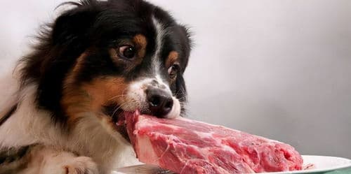 马犬饮食禁忌：守护健康，从饮食开始