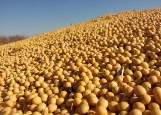 为什么说大豆蛋白是优质蛋白？