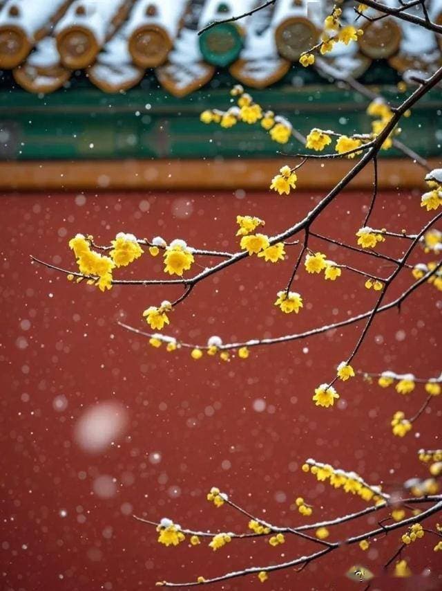 腊梅摄影技巧：晨昏光、大光圈、构图法详解