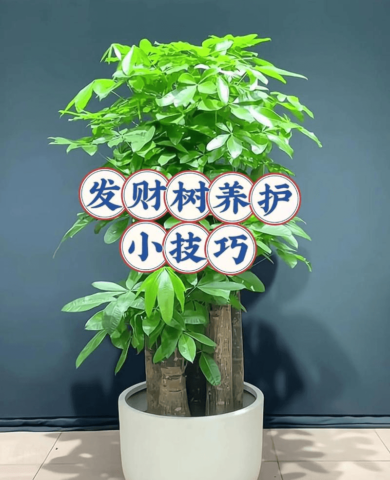 发财树怎么养？记住这3个要点，叶片更绿