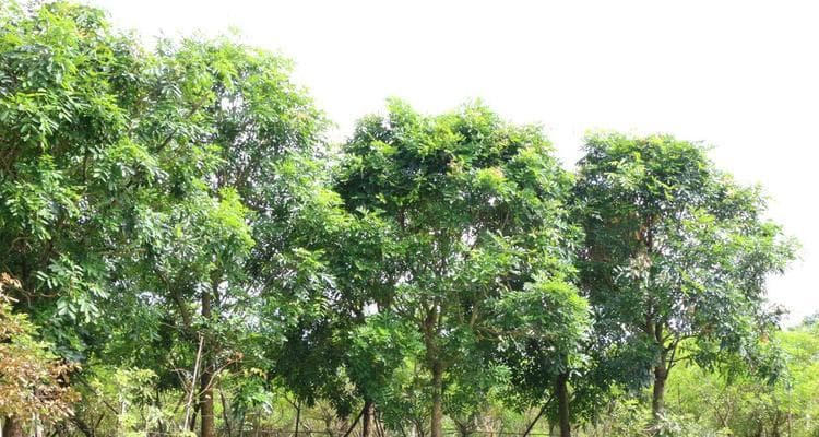 探秘神秘的桃花芯木（产地）