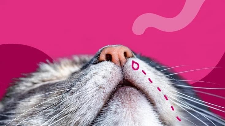 为什么我的猫鼻子在流血？8 种可能的原因