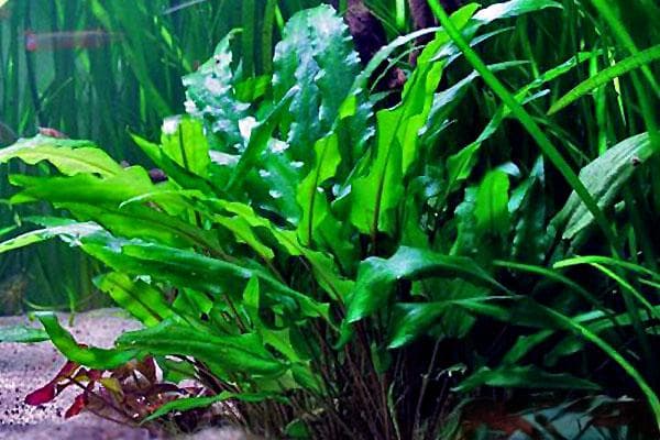绿温蒂椒草：一种来自亚洲南部的观赏性挺水水草