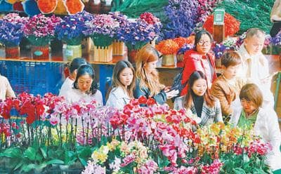 在斗南花市，享受花团锦簇的冬天