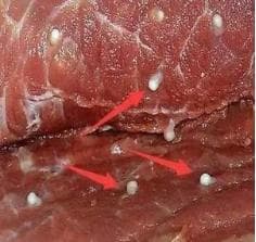生鱼片和生腌美味又危险？这份食源性寄生虫病科普指南请查收
