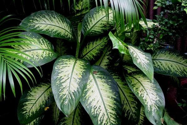 花叶万年青：一种受欢迎的室内观叶植物