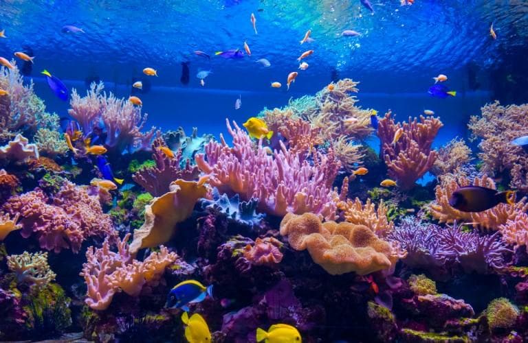 探索红海奇迹：约旦的海岸瑰宝