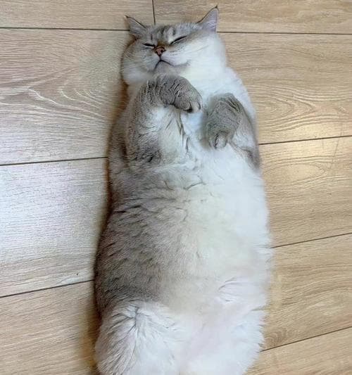 揭秘猫咪为何会乱拉乱尿（探究猫咪的行为背后的原因，是否为报复？）