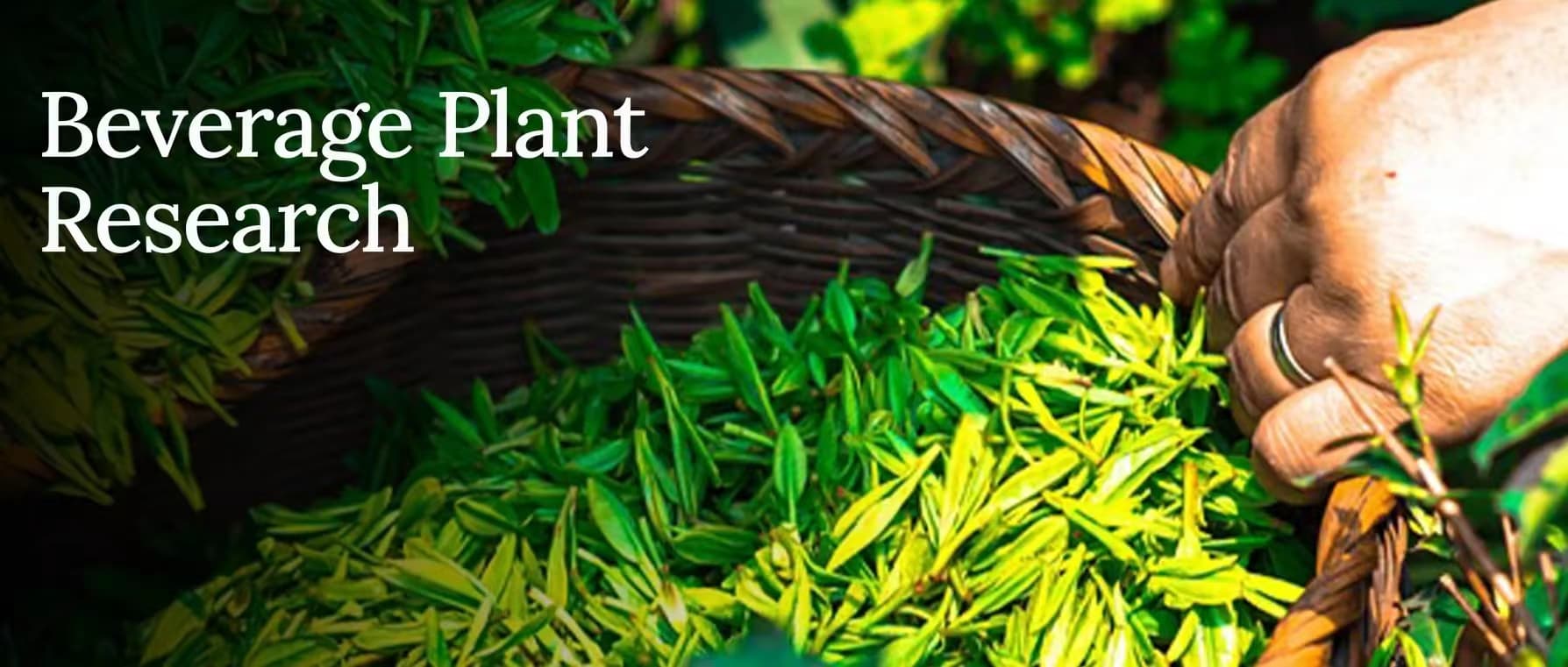 中国农科院茶叶研究所综述：茶叶及其活性成分降糖功效研究进展
