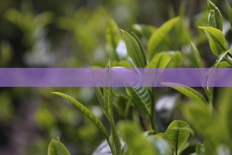 如何识别茶叶是否变质？