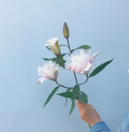 百合花插花技巧：从基本步骤到注意事项