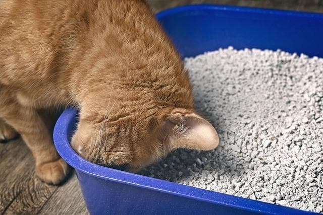 六招解决猫咪便秘，从日常预防到紧急处理