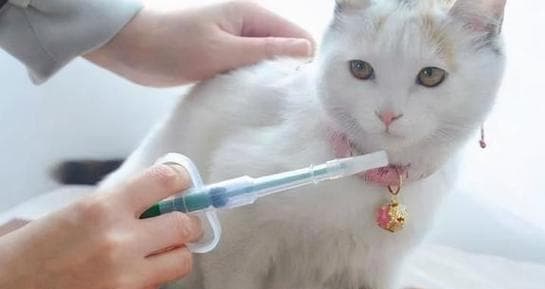 猫瘟的治疗与恢复指南（关注猫咪的康复调理，做好治疗与护理工作）
