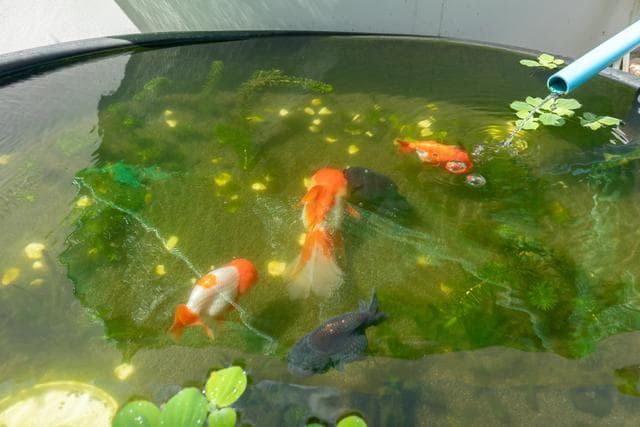 新换的水还是浑浊？鱼缸水质管理这样做