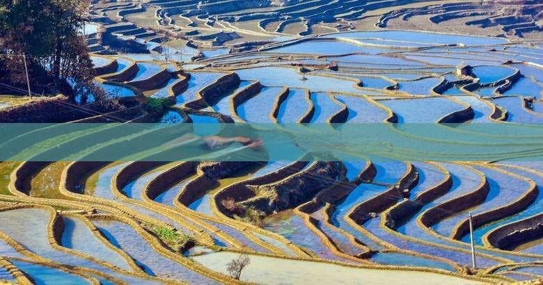 狗狗也能逛海南：3大景区开放迎客，附贴心出行指南