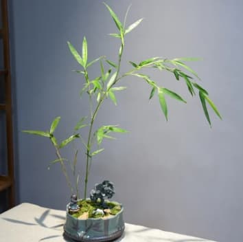 盆栽竹子黄叶的原因是什么？怎么引起的？