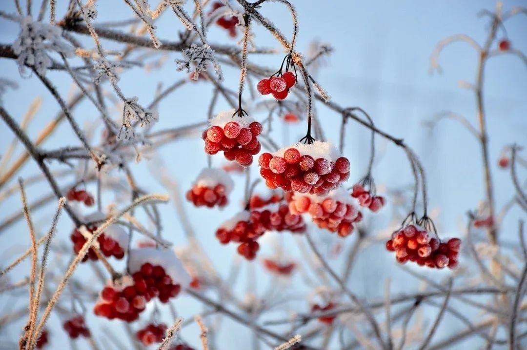 小雪节气干燥寒冷，宜补温热之品，注意防治慢性咽炎、心悸等病症