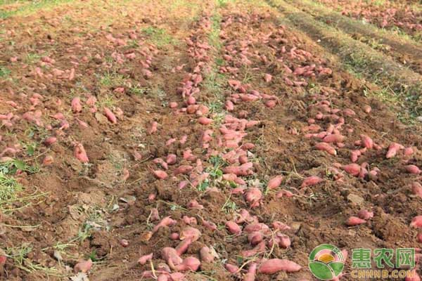 秋季红薯种植管理全攻略：从浇水到虫害防治的关键技术要点